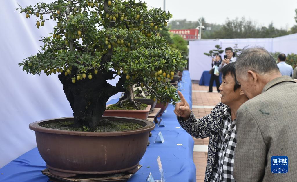 打虎娱乐